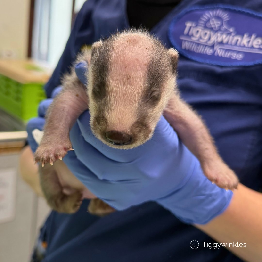 Tiggywinkles tweet media