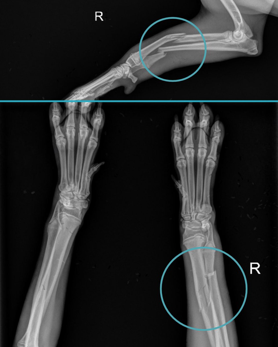 WeRateDogs tweet media