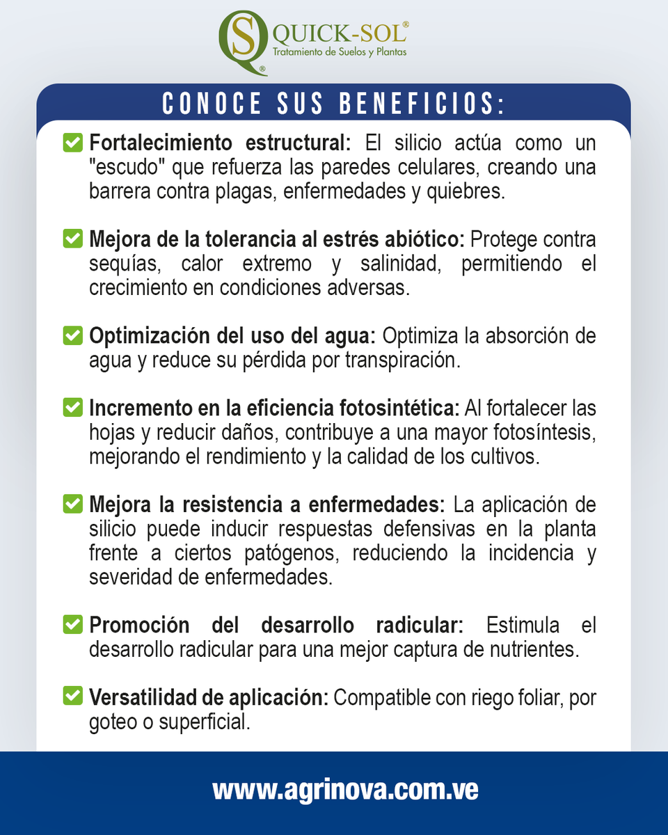 agrinova's tweet photo. ¿Tus cultivos están sufriendo por el clima o plagas? No dejes tu inversión al azar.

QUICK-SOL® crea un escudo de silicio que fortalece las células de tus plantas desde la raíz.

✅ Barrera física contra enfermedades. 
✅ Resistencia al calor y salinidad. 
✅ Estructura más firme https://t.co/97R6fgGJWT