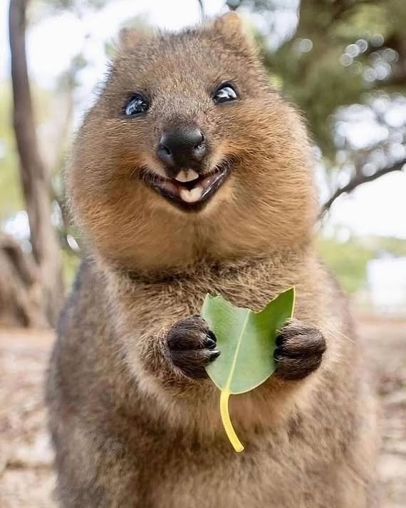 AMORPUREZAEPAZ's tweet image. 7 anos de azar quem não interagir 
#profile #euamoosanimais