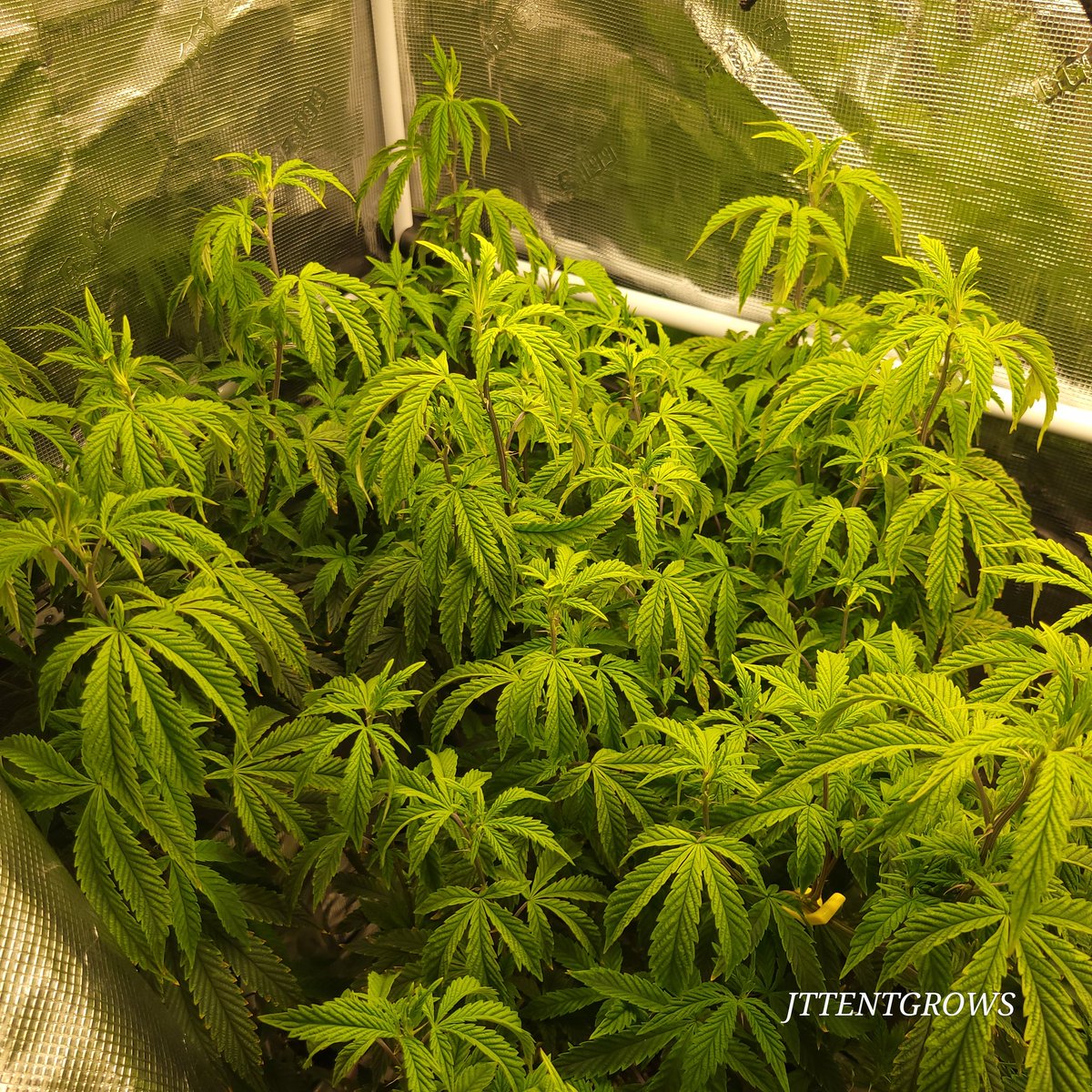 Jt tent grows tweet media