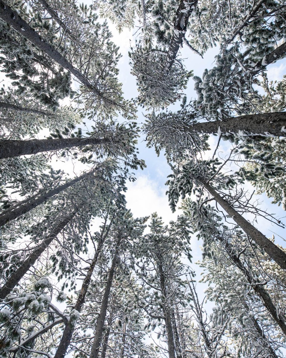 First Lite tweet media