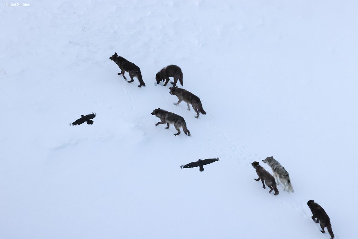 ScienceMagazine's tweet photo. New findings challenge the long-held idea that scavengers seeking food routinely follow predators to find it. 

Studying common ravens, gray wolves, and cougars in Yellowstone National Park, researchers in Science found that ravens rarely trail predators over long distances; instead, they rely on spatial memory to return to places where kills have occurred before. 

Learn more: https://t.co/02LbpRLMXh