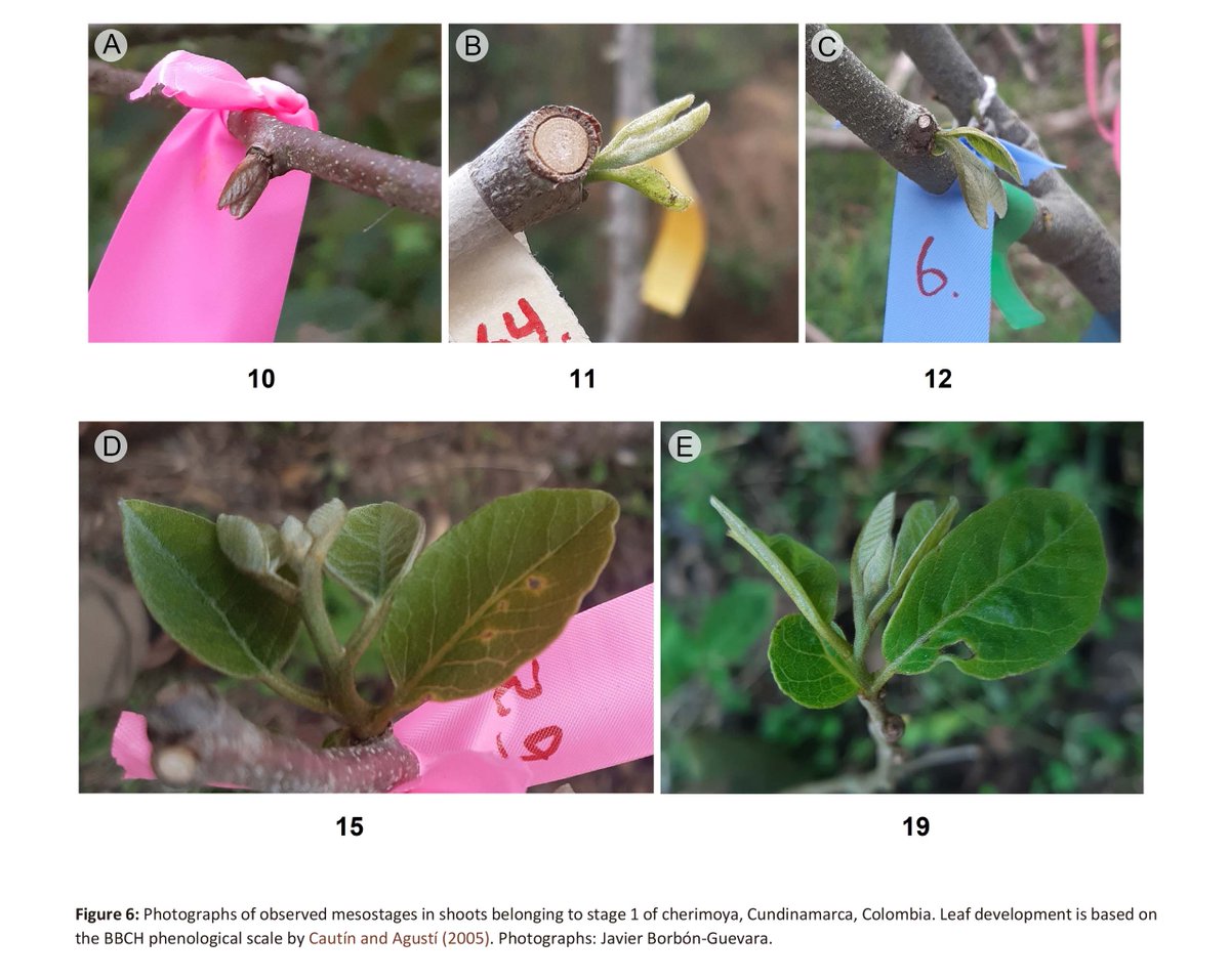 ActaBotMex's tweet photo. En ABM 133 (2026)

Crecimiento y desarrollo de la fase vegetativa de materiales locales de chirimoya (Annona cherimola, Annonaceae) en condiciones de bosque húmedo premontano

#arquitectura_del_árbol #BBCH #brotes #fenología #ramificación #simpodial

https://t.co/raEe3j05EM https://t.co/h0OFIRKcTE