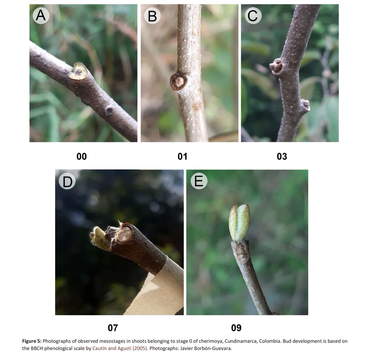 ActaBotMex's tweet photo. En ABM 133 (2026)

Crecimiento y desarrollo de la fase vegetativa de materiales locales de chirimoya (Annona cherimola, Annonaceae) en condiciones de bosque húmedo premontano

#arquitectura_del_árbol #BBCH #brotes #fenología #ramificación #simpodial

https://t.co/raEe3j05EM https://t.co/h0OFIRKcTE