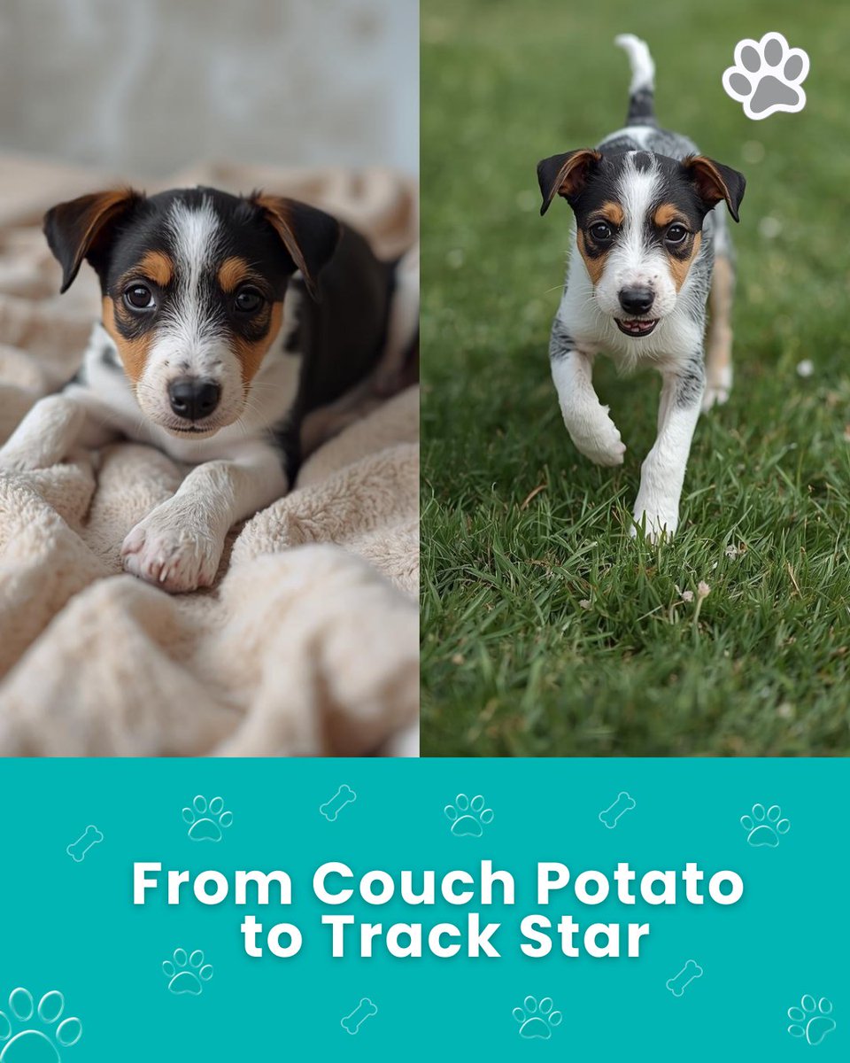 HIPindiana's tweet image. From Couch Potato to Track Star 🐕🌤️ Read more 👉 happinessispets.com/seasonal-dog-b…

#SpringDogs