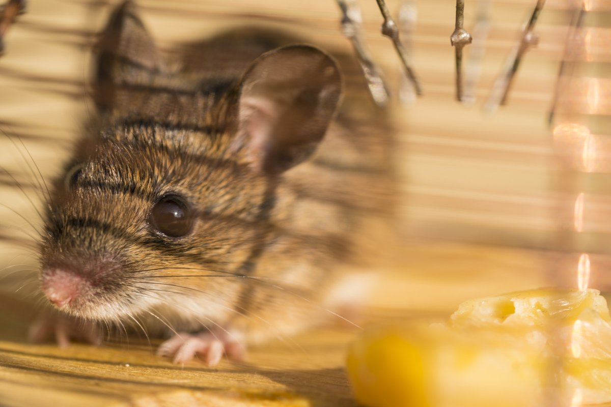 🐭 Rodents Don’t Belong in Your Home! 🐭

If you’re hearing scratching, spotting droppings, or noticing chewed wires, rodents may already be settling in 😬 Don’t wait until small signs turn into big problems.

📞 (800) 722-4342 | 🐜 pacificcoasttermite.com