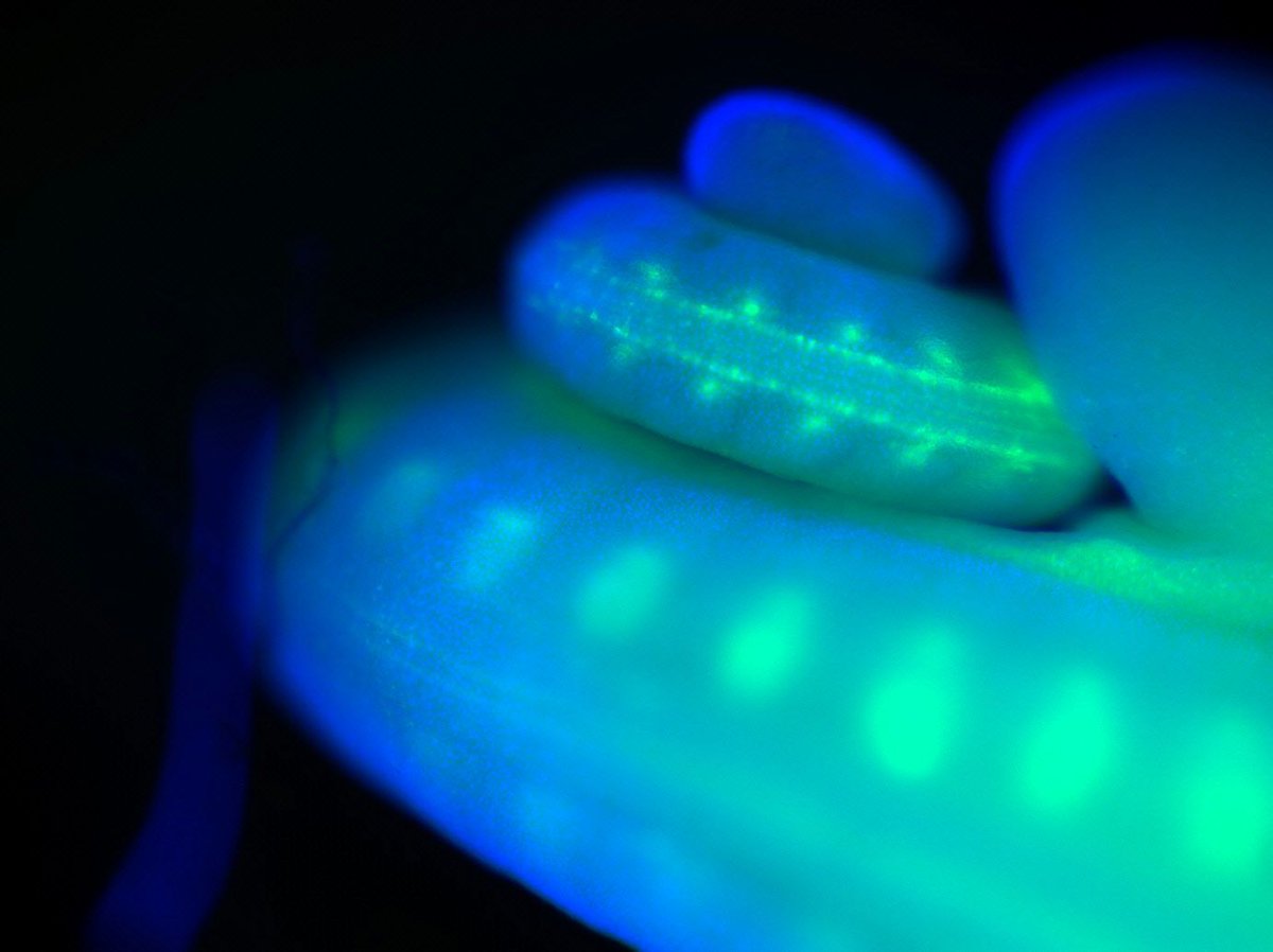 Society for Developmental Biology tweet media