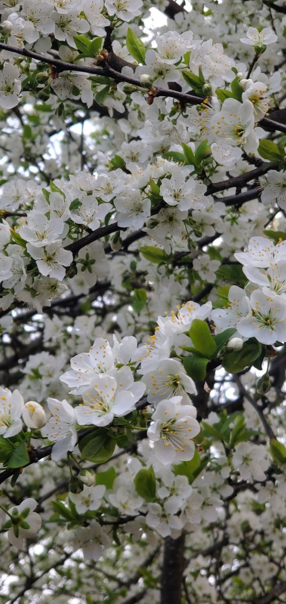 HuntSumZombiez's tweet photo. This fucking tree among others got my allergies in an uproar! Beautiful... but shit be killing me... lol
#Spring #Allergies #SpringAllergies #Blossoms https://t.co/FHPvCLWlrl