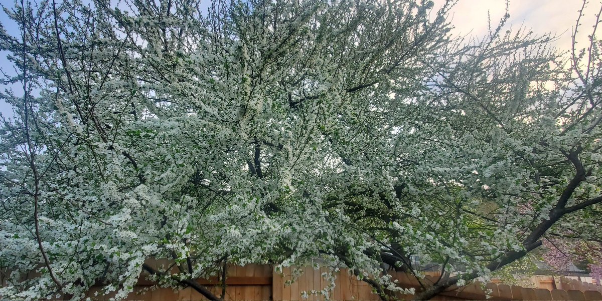 HuntSumZombiez's tweet photo. This fucking tree among others got my allergies in an uproar! Beautiful... but shit be killing me... lol
#Spring #Allergies #SpringAllergies #Blossoms https://t.co/FHPvCLWlrl