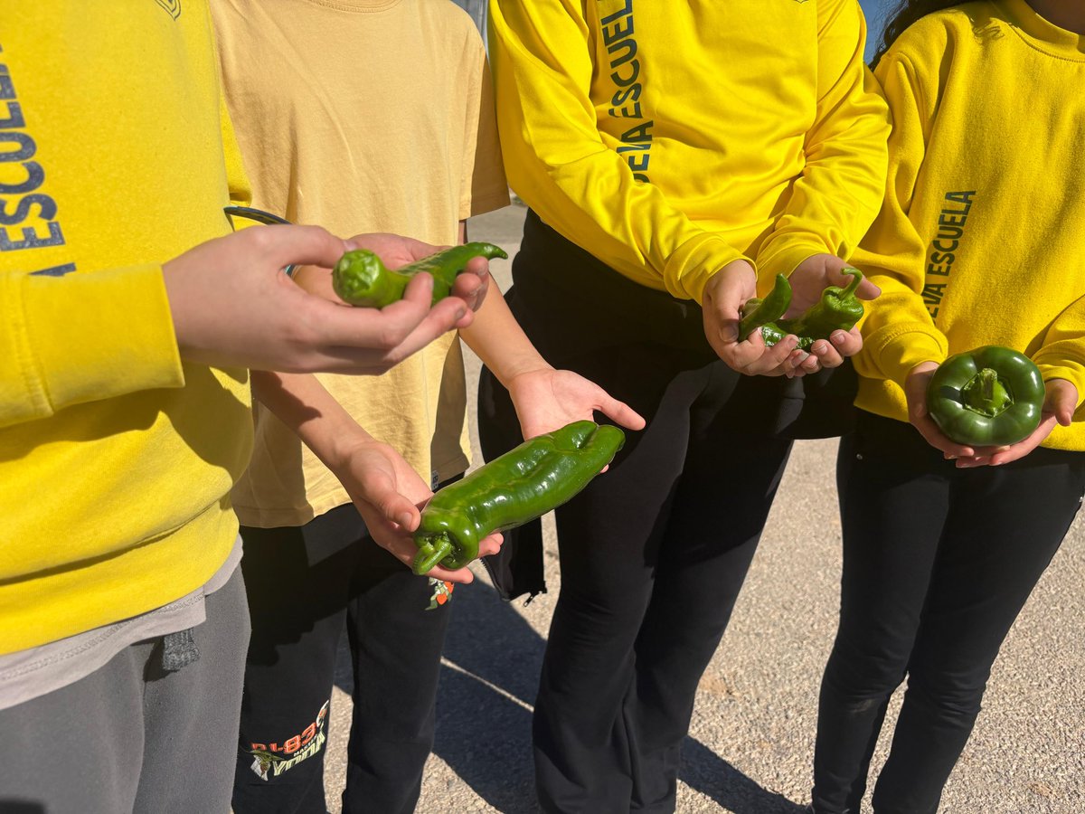 Fundación Ingenio tweet media