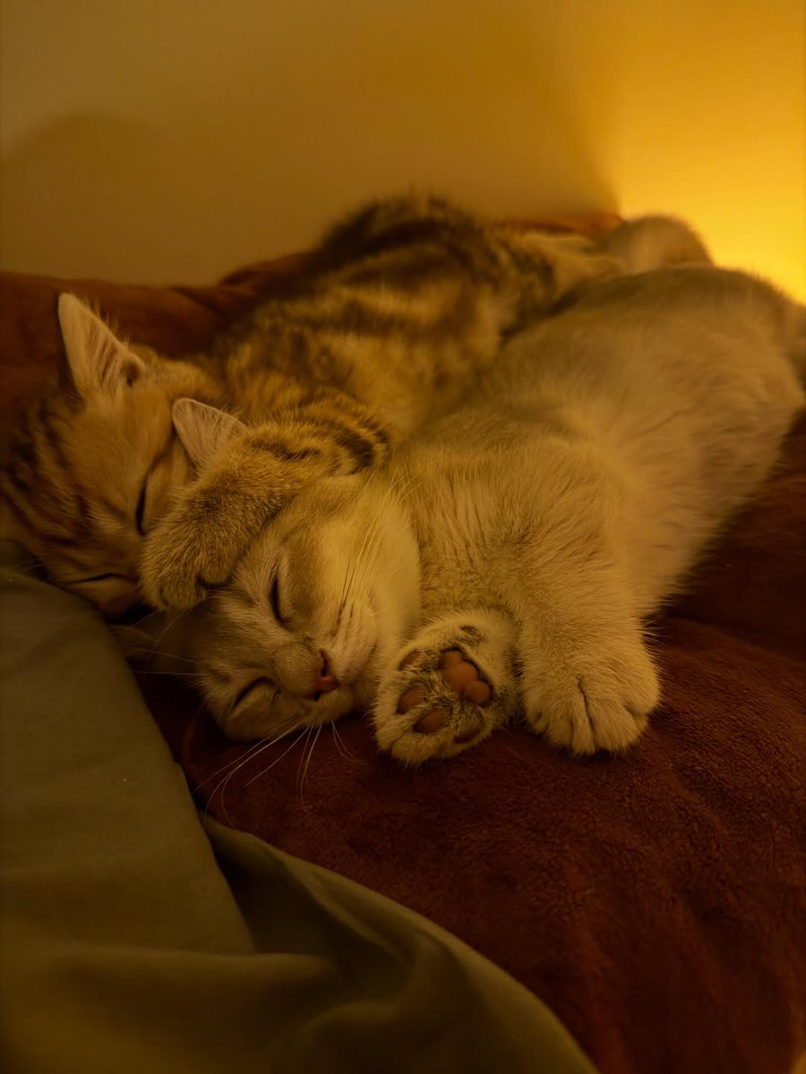 cutestscats's tweet photo. https://t.co/DgWvyDsjel