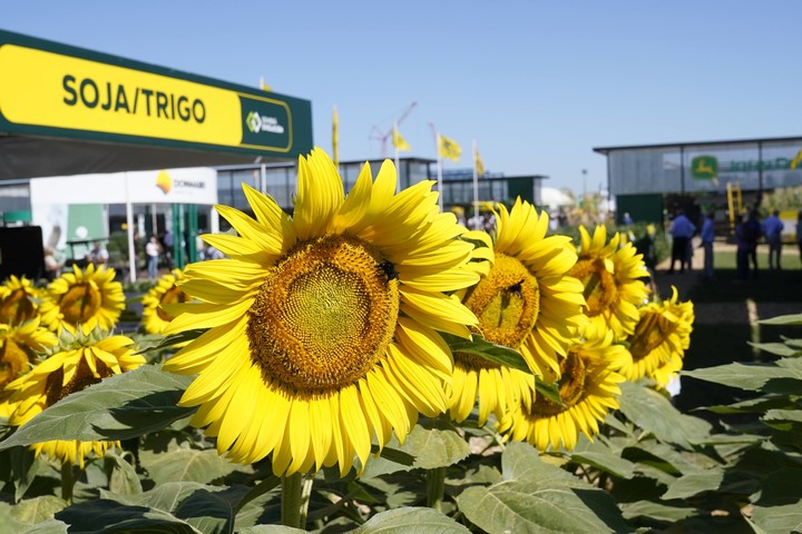 Diego Bossio tweet media