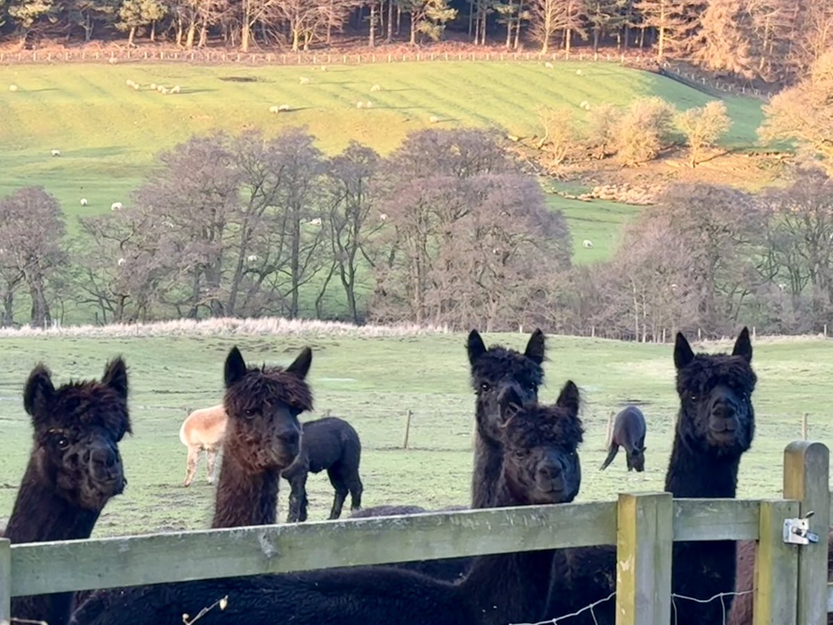 Looks like it’s tea time