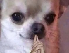 Droghiere tweet media