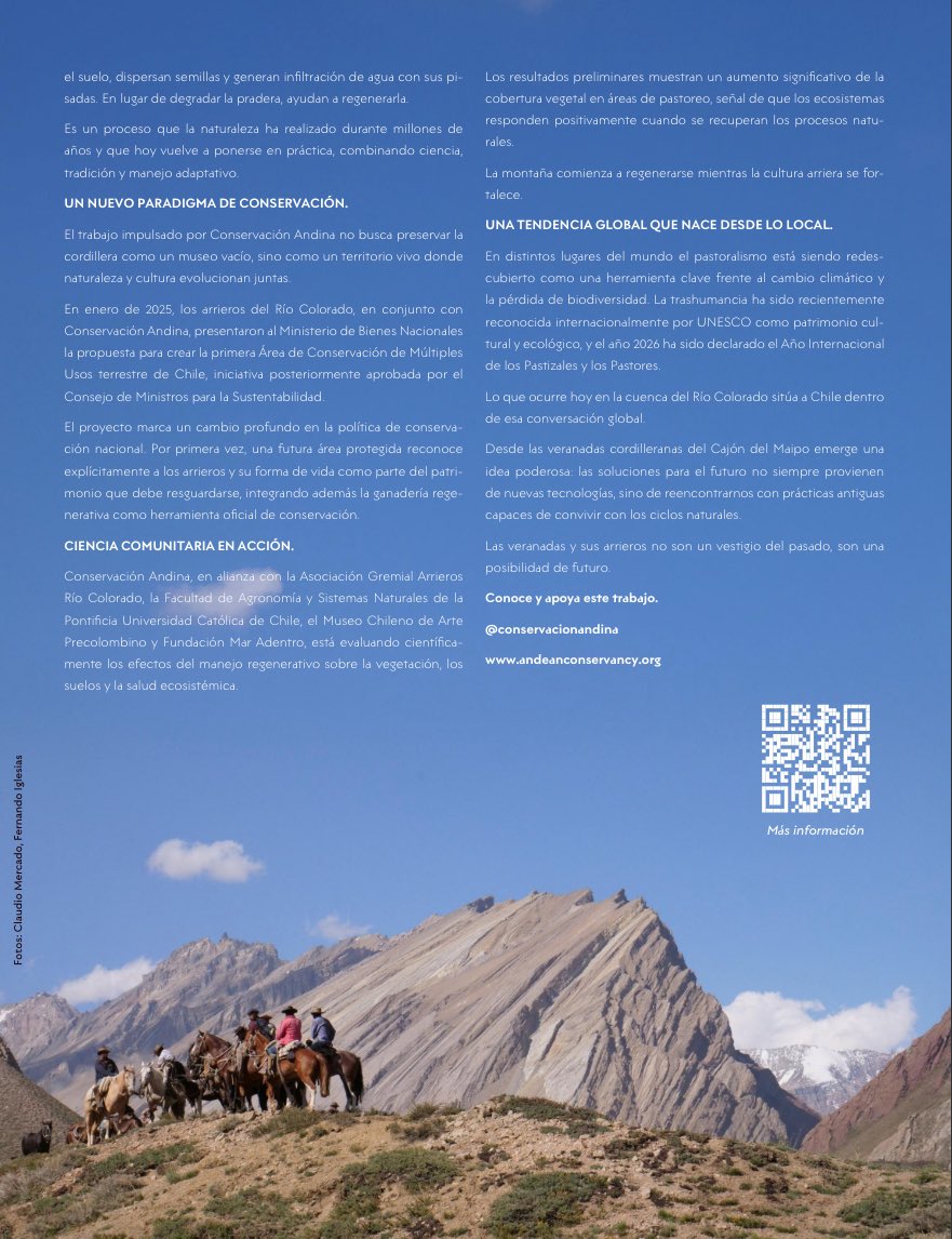 feriglete's tweet photo. Veranadas: una práctica ancestral que hoy inspira nuevas formas de conservación.

En la edición de marzo de Revista Todo Pirque escribo sobre cómo la trashumancia y el oficio de los arrieros del Río Colorado pueden ayudar a regenerar los ecosistemas andinos.

@TODOPIRQUE https://t.co/oyYkyOehZ6