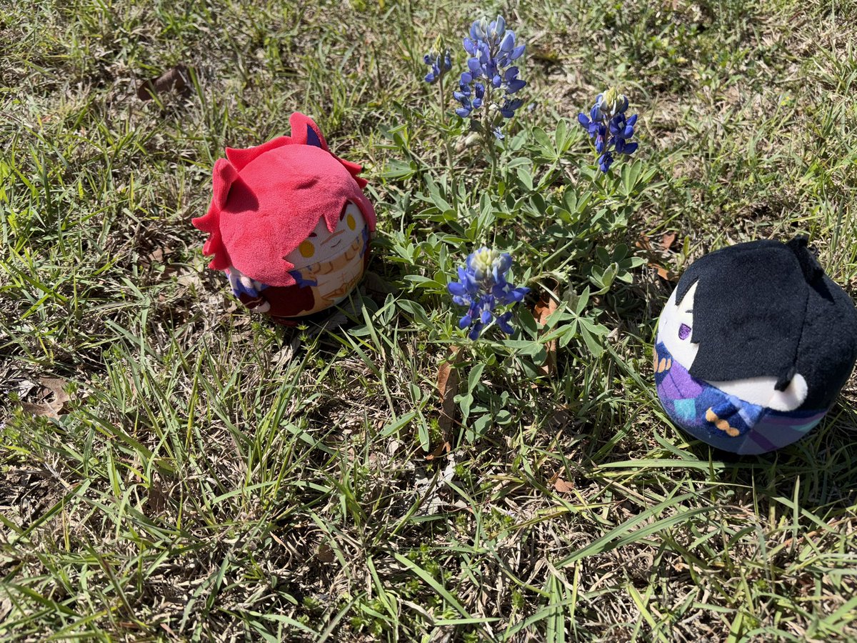 TWILIGHT🌓🌙🐇 tweet media