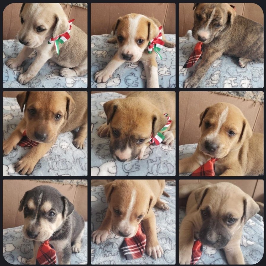 Kare Valgon ✨ tweet media