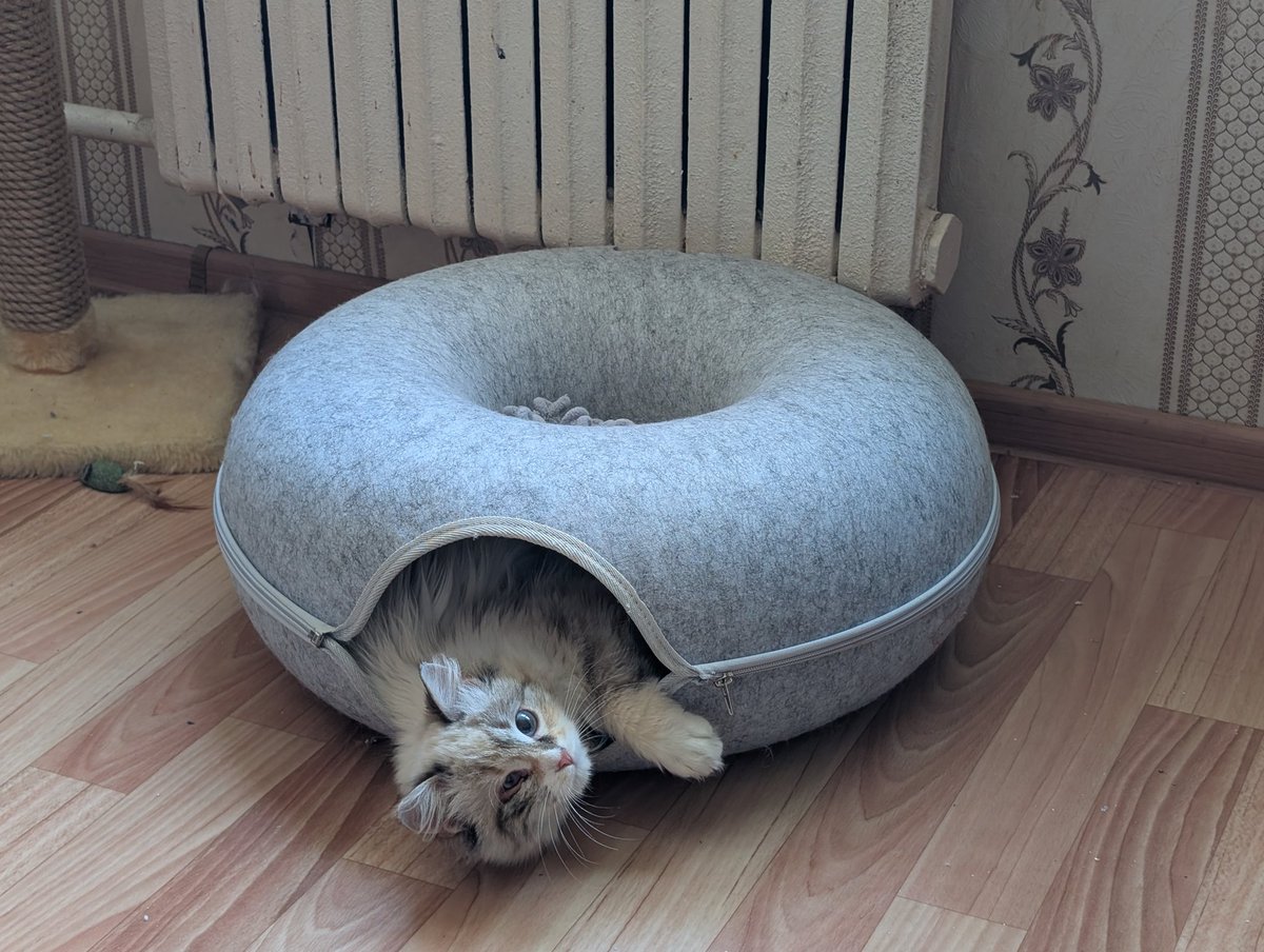 Попугай Геннадий tweet media