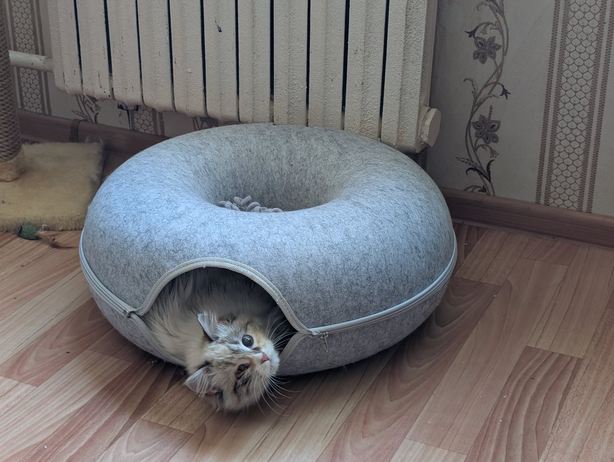 Попугай Геннадий tweet media