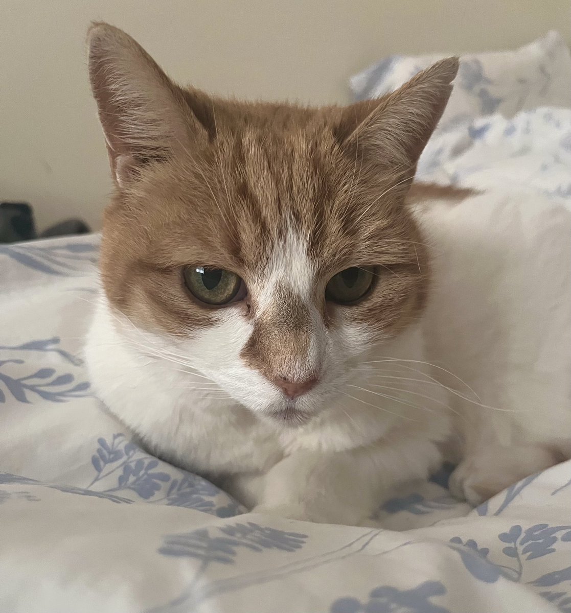 QueenieBelfast's tweet image. I was a very good girl at the vet.  I’m 4.9 kg.  I got my annual vax and had a health checkup (all good 😸).  Then I came home and vomited all over my mat, my pod and three of my toys.  I’m resting now.  As are my frazzled people.
#CatsOfX #AdoptDontShop #Friyay