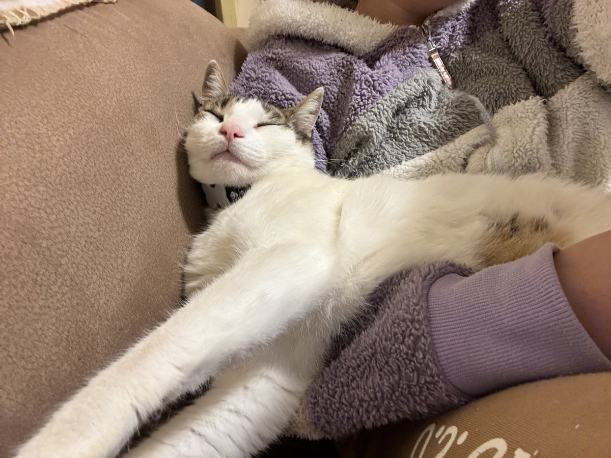 sim0nica's tweet photo. Matza life, best life. 🐈 https://t.co/8xsbyelMP2