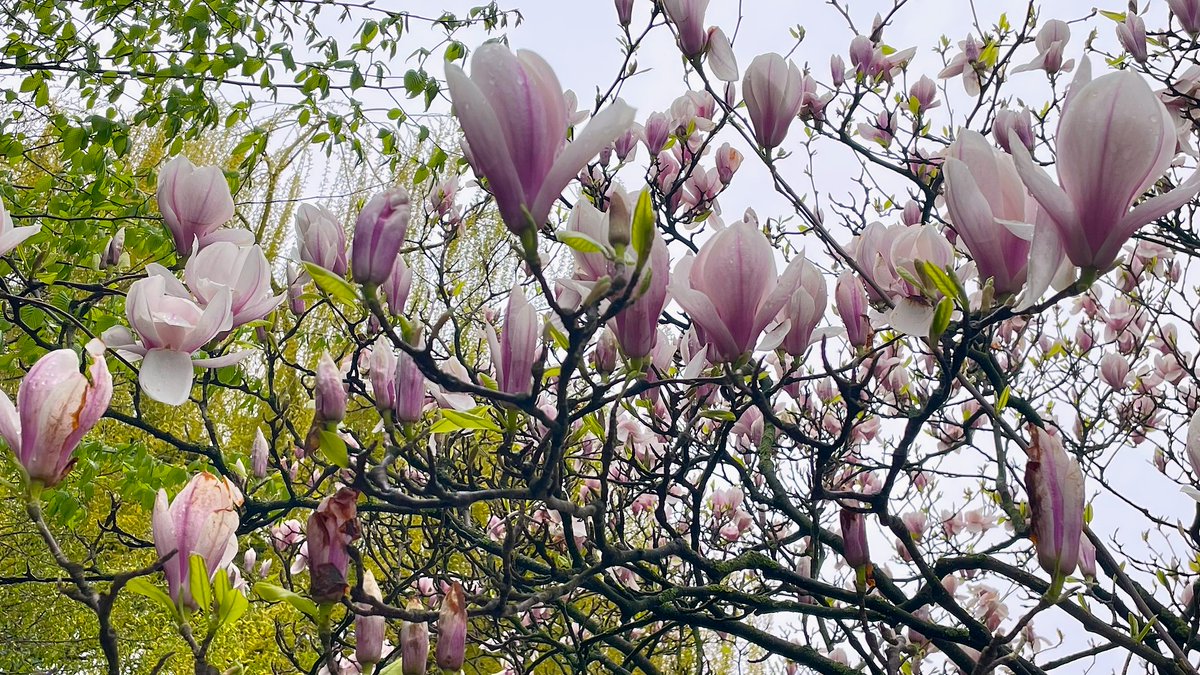 Le #magnolia ! Il symbolise la dignité, la résilience &amp; une beauté noble. Sa floraison précoce est signe de force &amp; d’espoir, ainsi que de la capacité à prospérer malgré l’adversité. Il est souvent associé à la persévérance &amp; à la pureté. Photographie prise à #Evere, en Belgique.