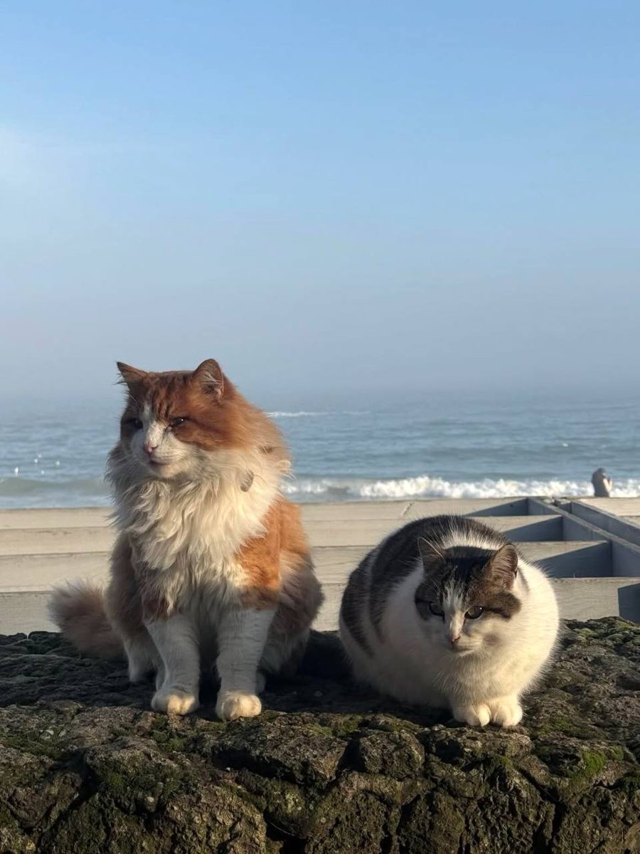 Ann Winter tweet media