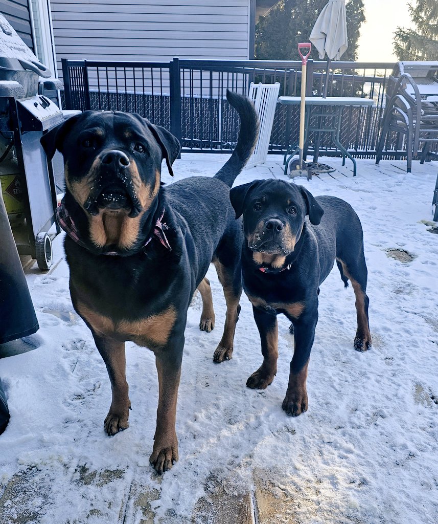 🚨 CODE BROWN: LEVEL EXISTENTIAL CRISIS 🚨  
This is Professional Service Dog Chesnyy™ reporting live from the scene of the most humiliating crime in Rottweiler history. Send bail. Send bleach. Send a new identity. 😭💀💩  

This morning my baby brother Kenji — the 5-month-old