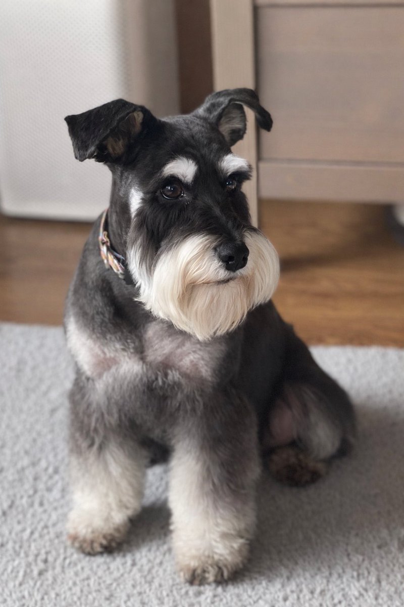 Łowca Androidów tweet media