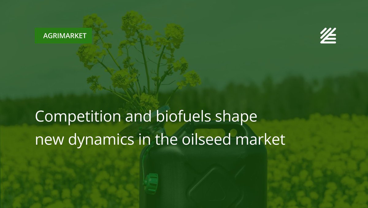 UkrAgroConsult's tweet image. 🌻 Competition and #biofuels shape new dynamics in the #oilseed market

Rising energy prices, the growth of the biofuel sector, and shifting trade flows are reshaping demand for oilseeds. 

More details 👉surli.cc/anaezw