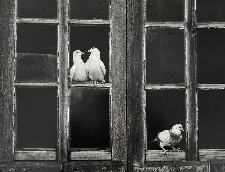 Pol Niuman tweet media