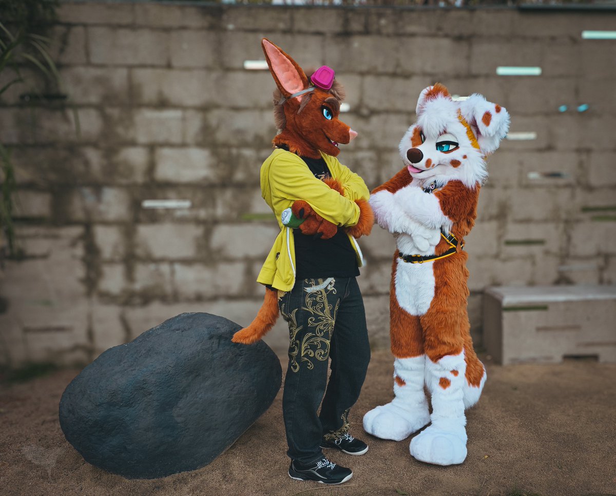 KodaCollie_'s tweet photo. @Ragnarosslyng is trying to sell me a rock, but we can't decide on the price😔

📸:@Gollie_wolf
#furnavia #furnavia2025 #fnv #fnv2025 #FursuitFriday https://t.co/OmNywZGMlq