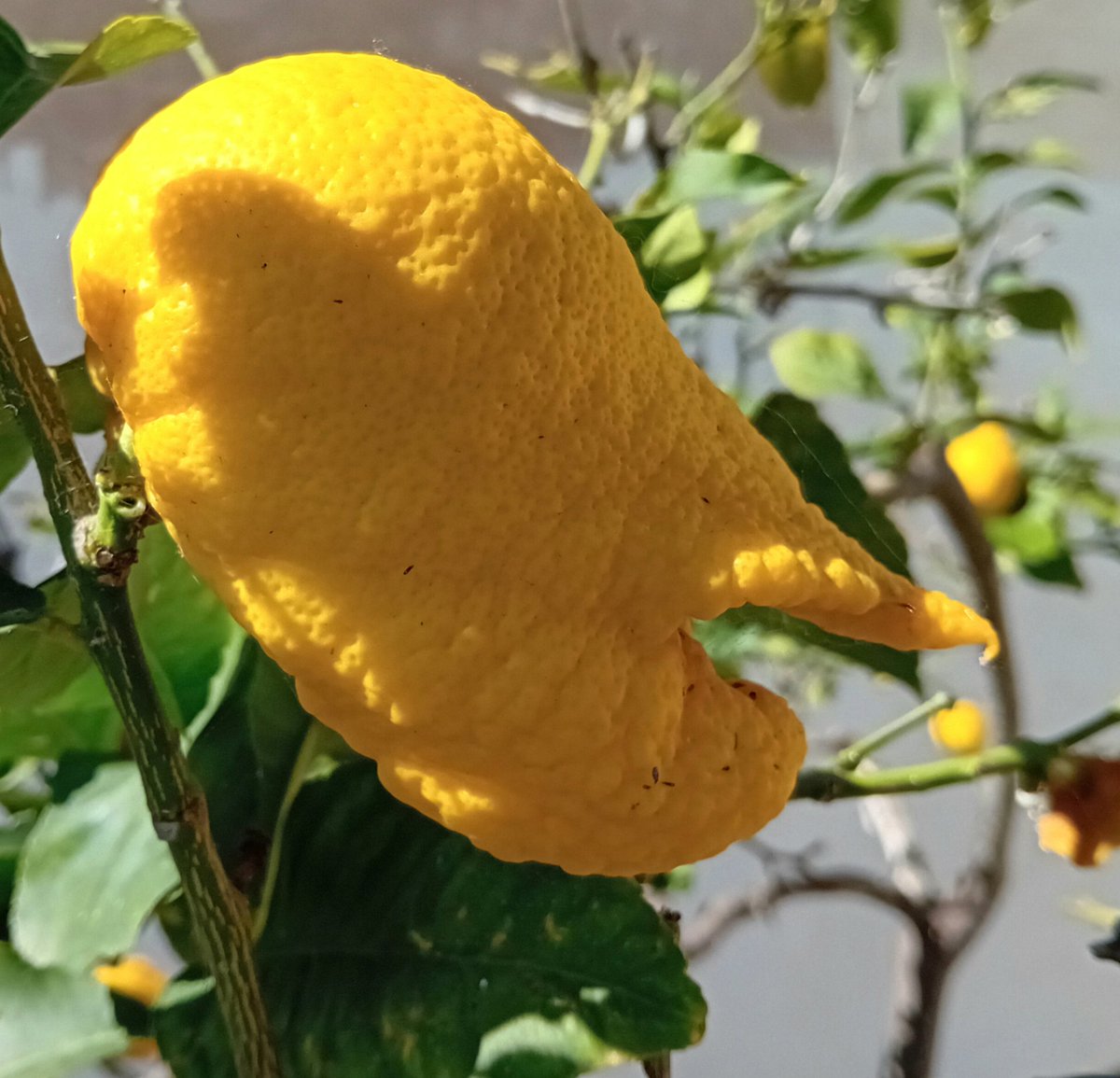 RAFEL PERELLÓ tweet media