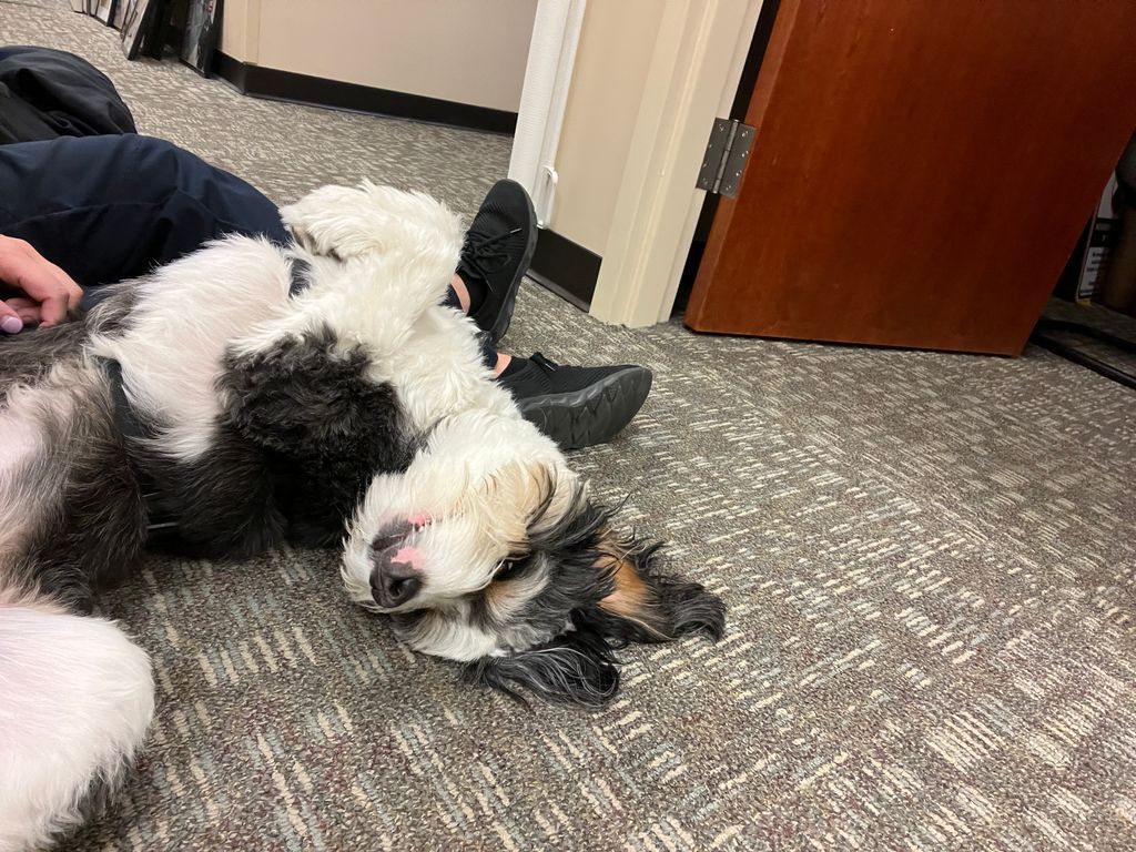 DC Sheriff tweet media