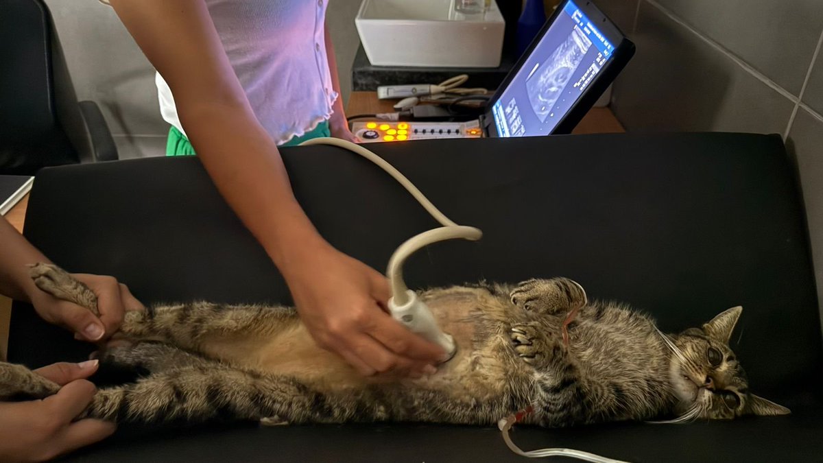 🎀 Naomi Meilly 🍭🧠 tweet media