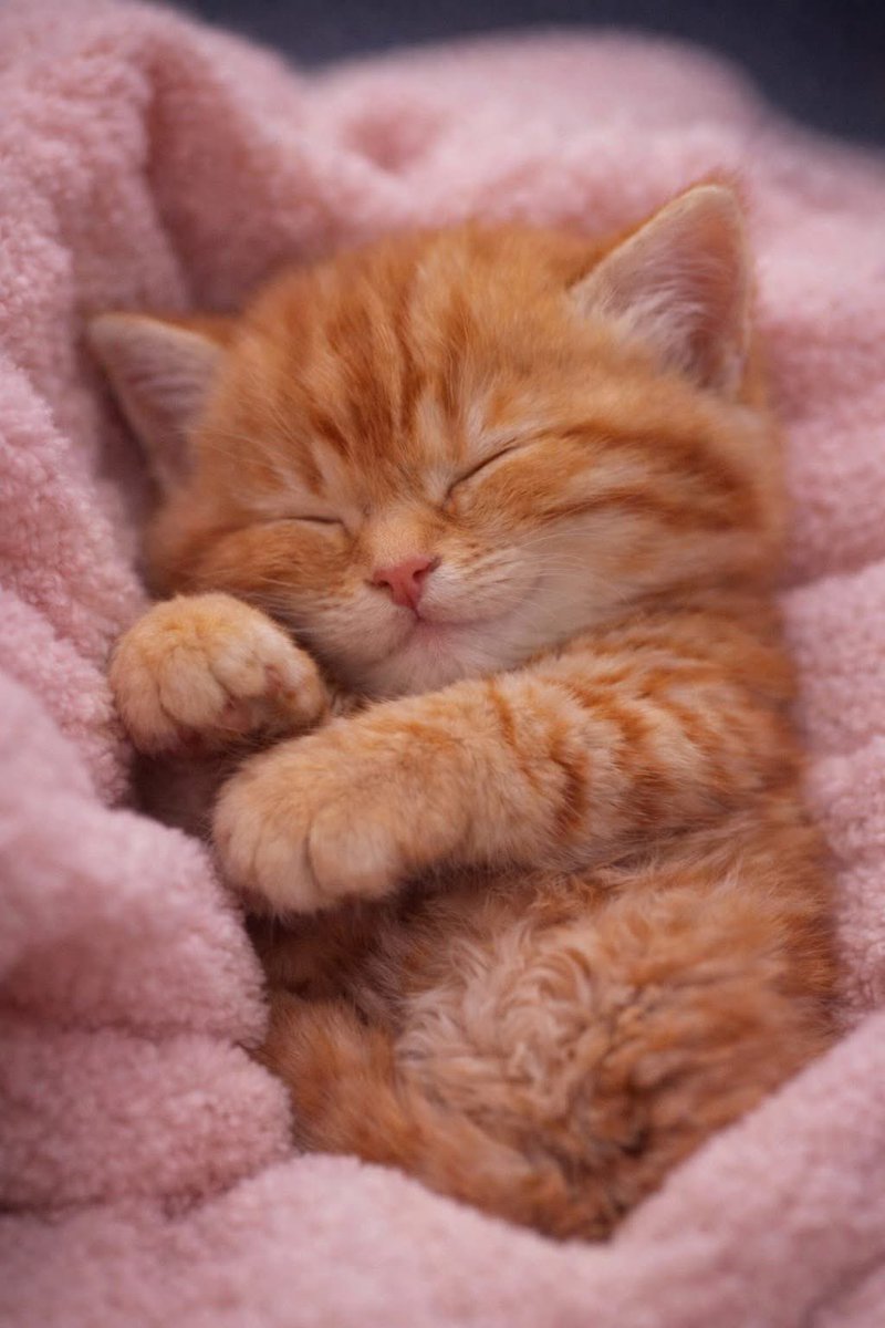 CatsAuraa's tweet image. “Just a tiny ball of fluff taking the most important nap of the day. 🐾”

#SleepyKitten #TinyCat #CatNapTime #CuteCatsOfInstagram #KittenVibes #PetCuteness