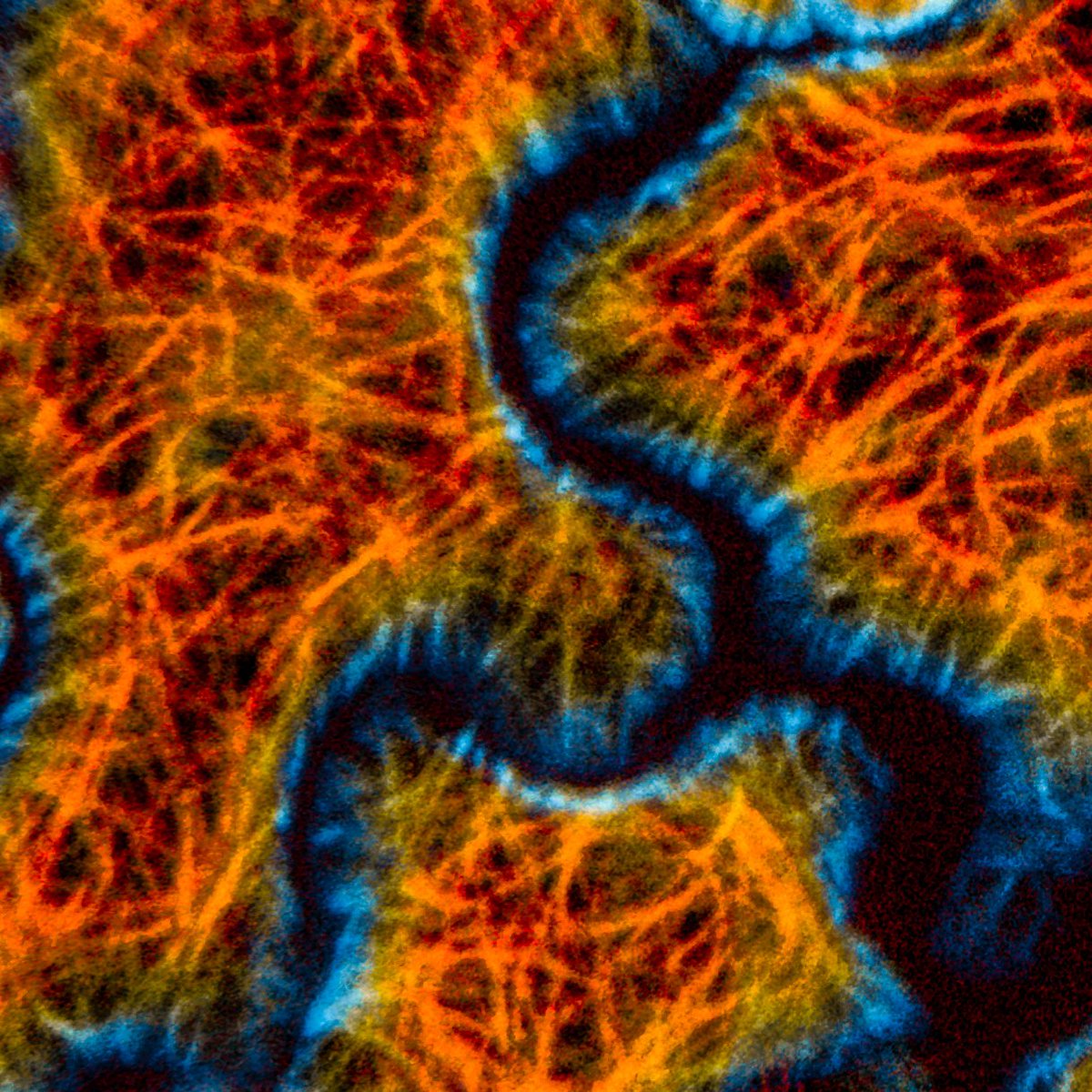 Schwarzerova Lab tweet media