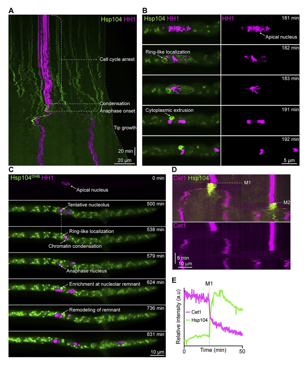Journal of Cell Biology tweet media