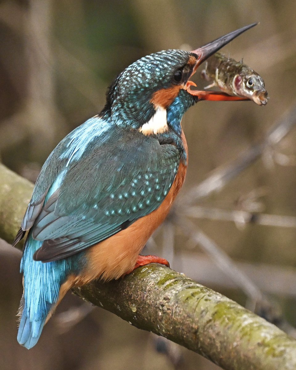 David Rouse 🍃💚🍃 tweet media