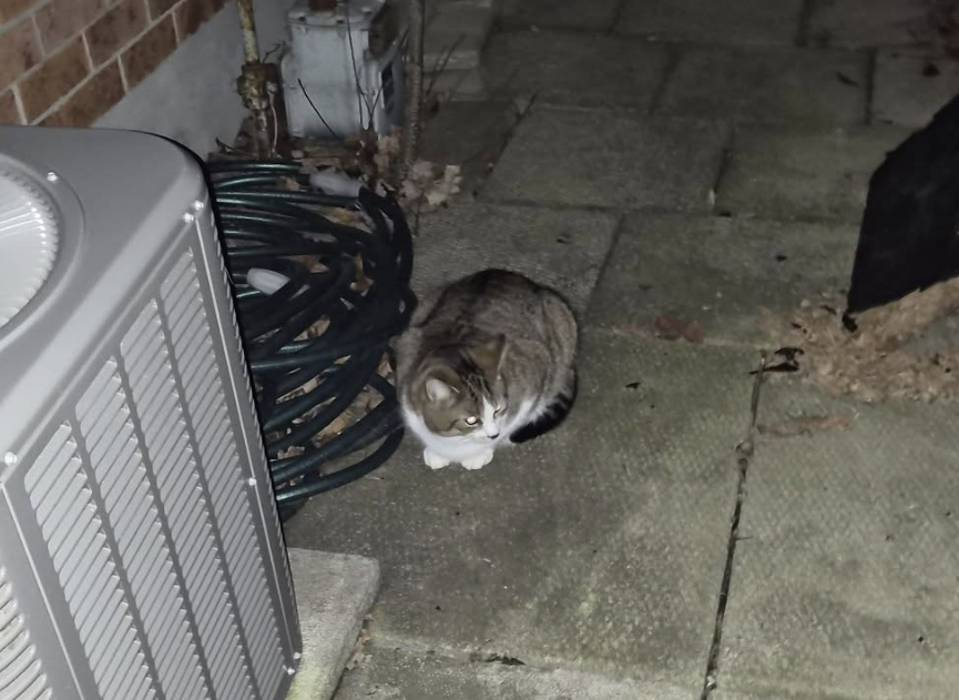 Guelph Lost Pets tweet media