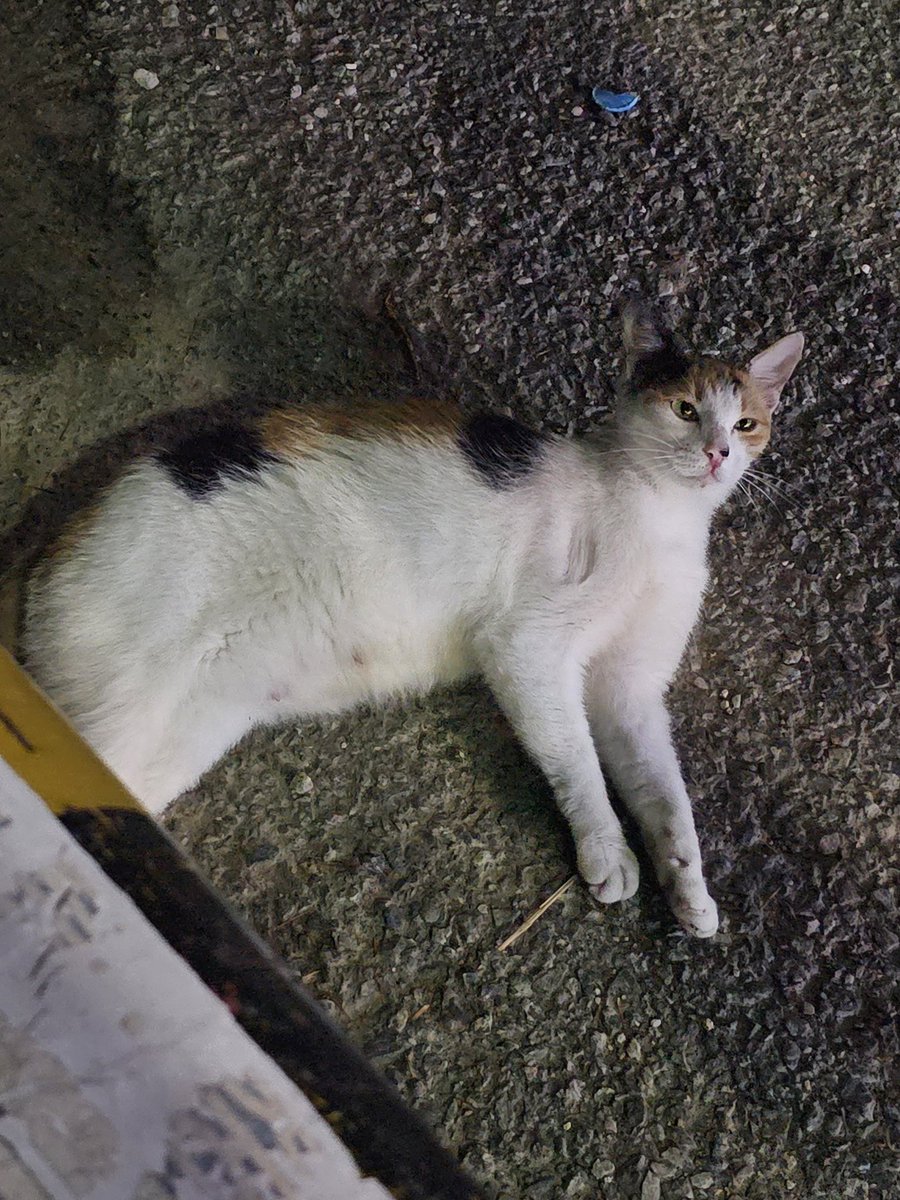 meowneow___'s tweet photo. 내 꼬질꼬질 퇴근길 친구가
오동통통 우리집 서열 1위 돼지아기가 되는데 걸리는 시간
3년 https://t.co/cmTWUFaQih