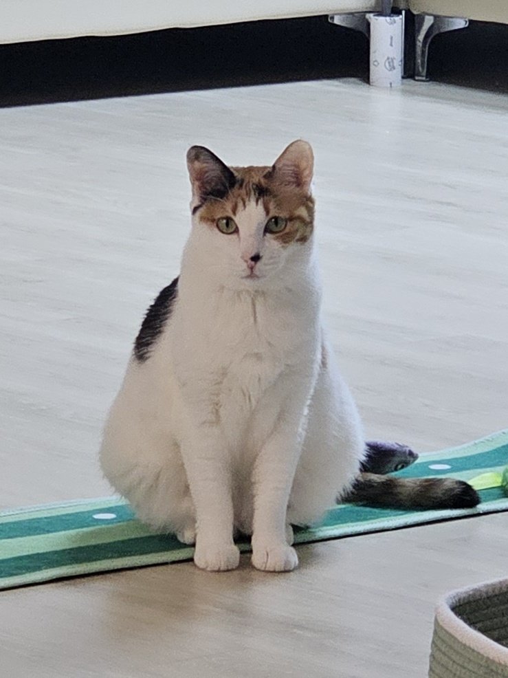 meowneow___'s tweet photo. 내 꼬질꼬질 퇴근길 친구가
오동통통 우리집 서열 1위 돼지아기가 되는데 걸리는 시간
3년 https://t.co/cmTWUFaQih