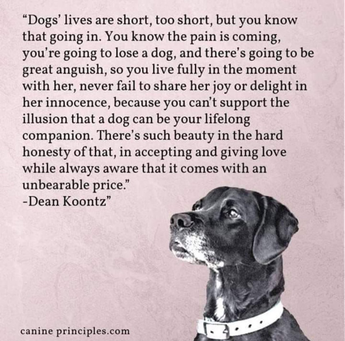 LadyGray312 tweet media