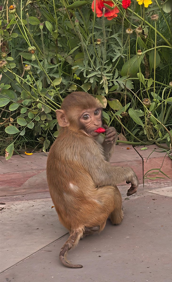 Laura Loomer tweet media