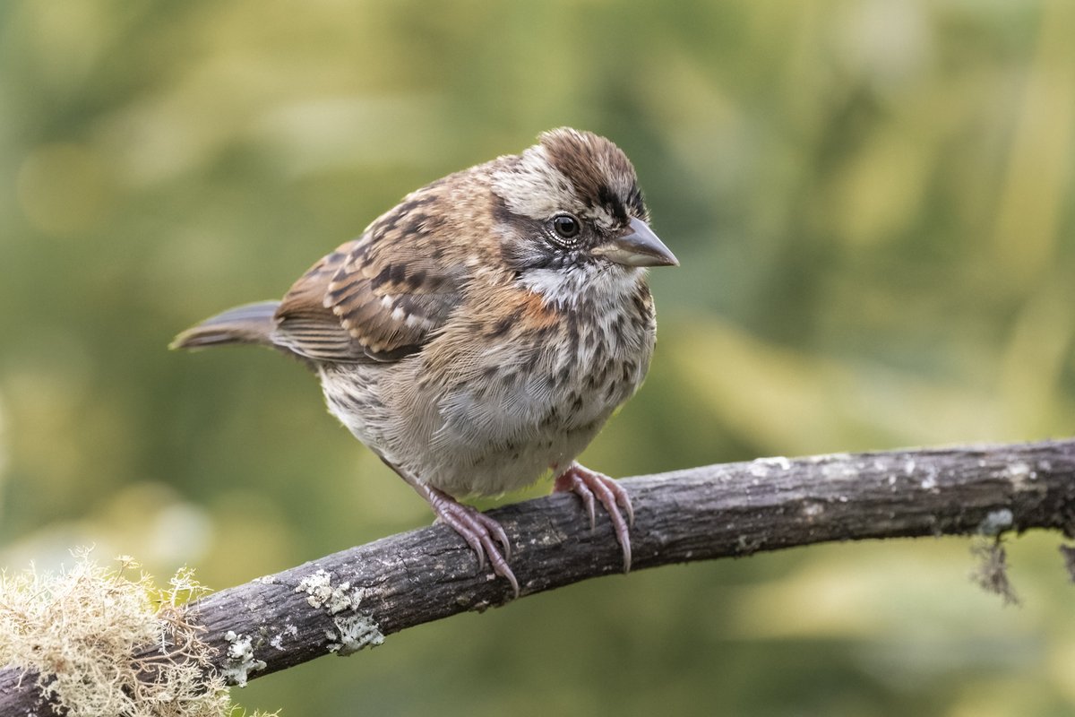 Diego Emerson tweet media