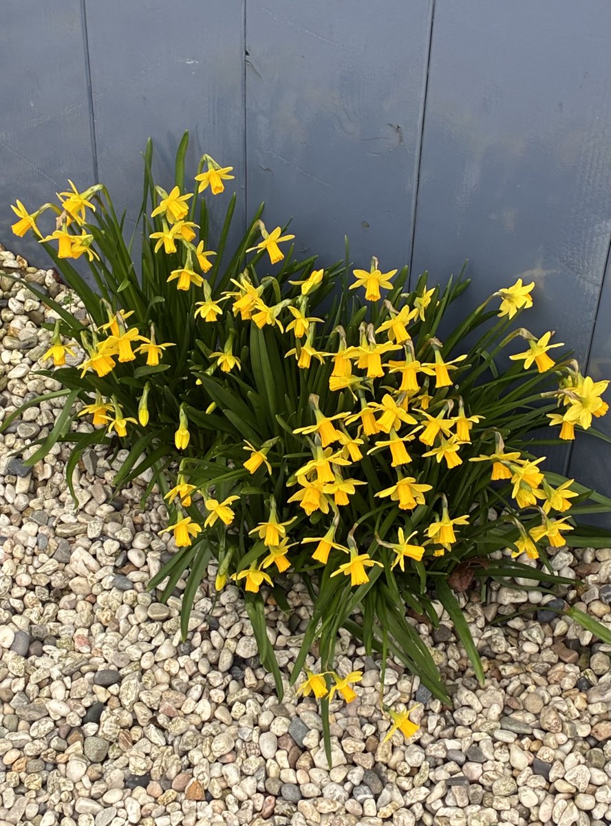 Daffodils