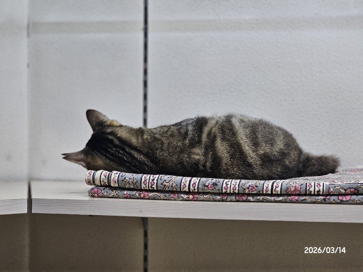 luan3492's tweet photo. ケージの外の世界を少しずつ楽しみ始めたᗢᘏᓗ
#保護猫 https://t.co/lyFfUaJ4Yy