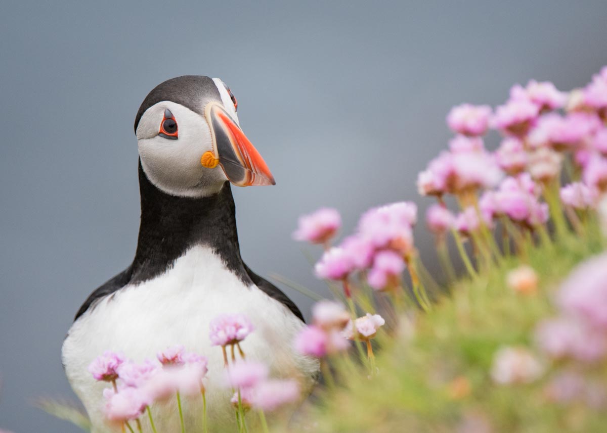 Bird Watching tweet media