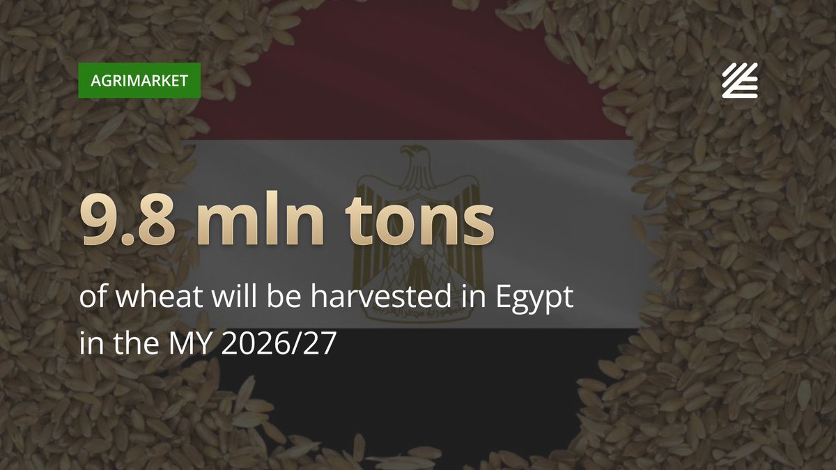 UkrAgroConsult's tweet image. 🇪🇬 #Egypt expects near-record #wheat #harvest and lower imports

According to FAS USDA estimates, the harvest could rise by 6% to 9.8 mln tons — one of the highest levels in the country’s history. 

More details 👉surl.li/oxcveg